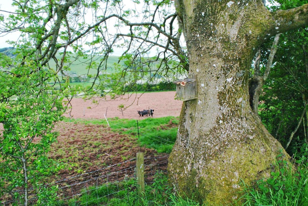 Eco Cottage Joe The Buck Craven Arms Buitenkant foto