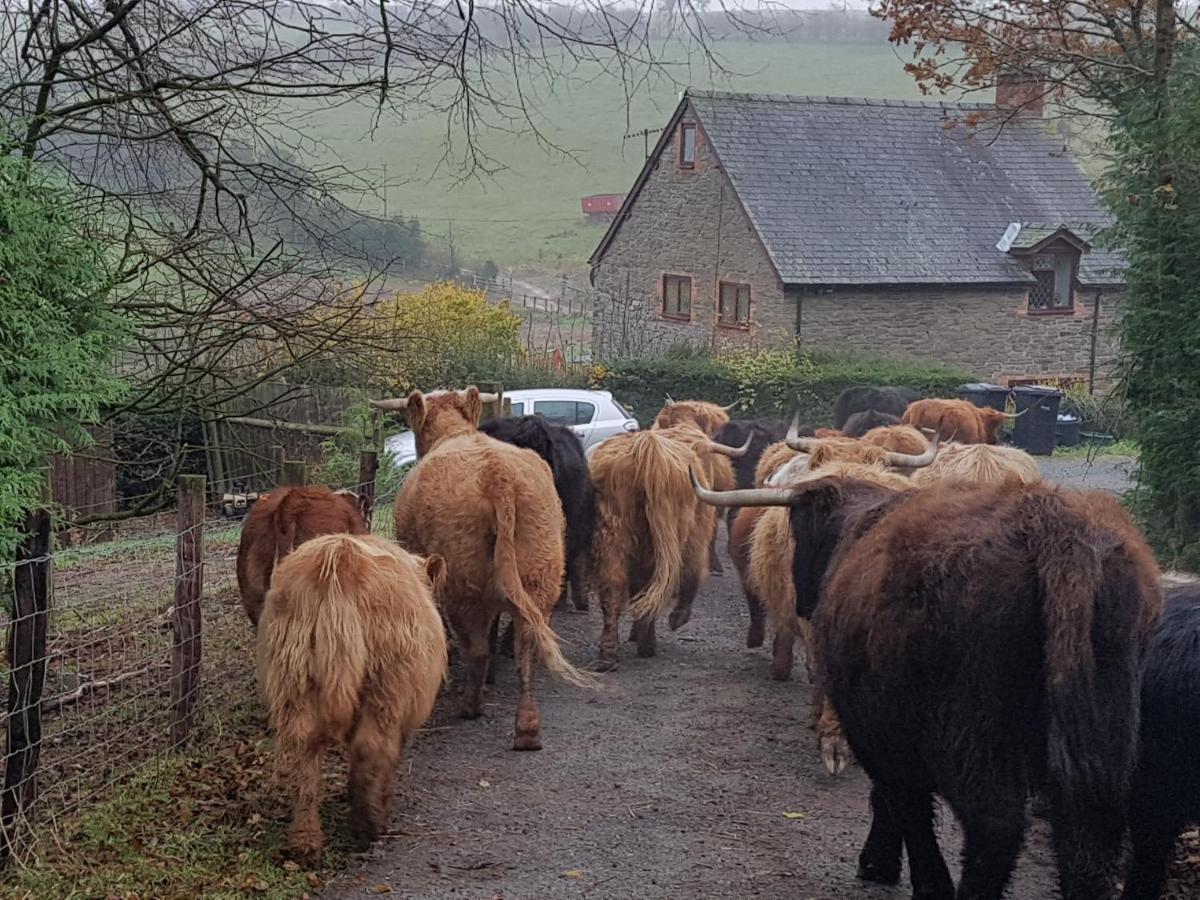 Eco Cottage Joe The Buck Craven Arms Buitenkant foto